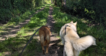 tiphaine pet sitter à FENEU 49460_2