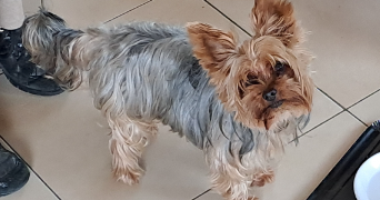 jean pierre pet sitter à PIBRAC 31820_10