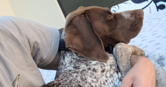 julien pet sitter à ST DENIS LES BOURG 01000_3