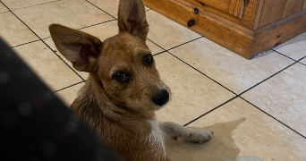 sara pet sitter à AVON 77210_5