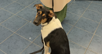 noémie pet sitter à BOURGOIN JALLIEU 38300_3