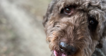 angeline pet sitter à CARCASSONNE 11000_2