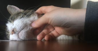 léa pet sitter à SCHILTIGHEIM 67300_12