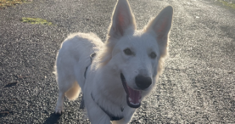 camille pet sitter à FAMPOUX 62118_3
