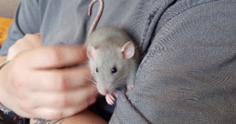 savanephone pet sitter à RENNES 35000_7