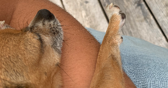 alma pet sitter à Paris 75015_1