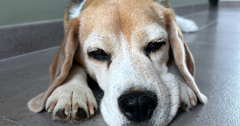 chloé pet sitter à FLINES LEZ RACHES 59148_0