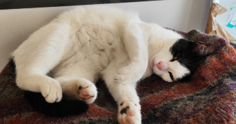 Sandrine pet sitter à Lyon 69005_5