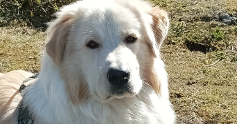 amandine pet sitter à MONTELIMAR 26200_0