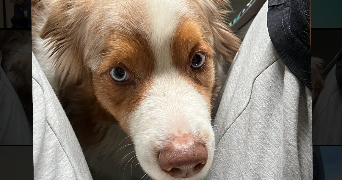 candice pet sitter à Bordeaux 33000_2