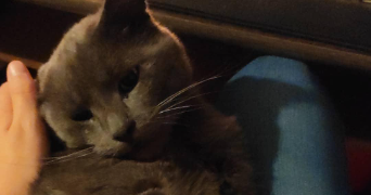 alice pet sitter à ST BRICE 77160_0