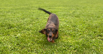 anais dog sitter à TAVEL 30126_1