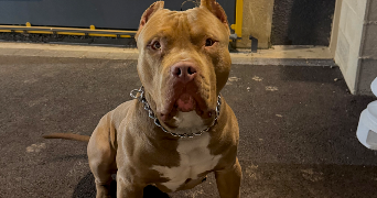 elsa pet sitter à ST ETIENNE DU ROUVRAY 76800_3