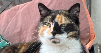 salomé pet sitter à CRUSEILLES 74350_2