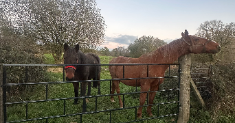 solène pet sitter à ST GILLES 50180_5