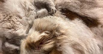 estelle cat sitter à SANARY SUR MER 83110_5