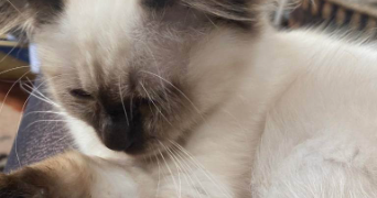 julie pet sitter à Toulouse 31000_2