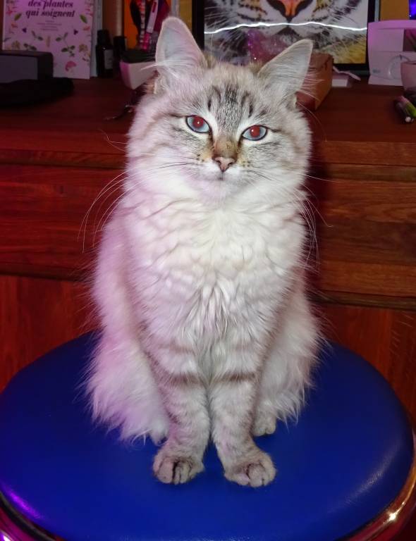 Alice pet sitter à Bar-sur-Aube 10200