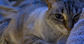 gwenaëlle pet sitter à CORBEIL ESSONNES 91100_1
