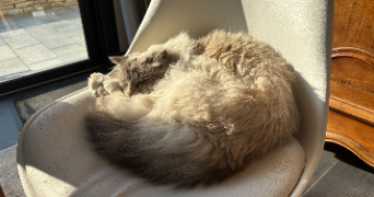 victoire pet sitter à TASSIN LA DEMI LUNE 69160_3