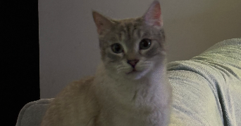 jade pet sitter à SORGUES 84700_7