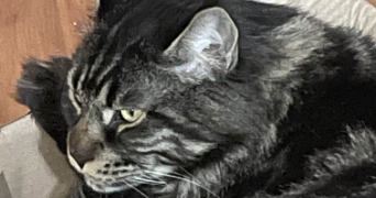 margo pet sitter à MONTPELLIER 34000_3