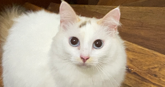 aenor pet sitter à PARIS 11 75011_3