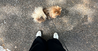 clemence pet sitter à AGEN 47000_1