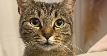 sandra pet sitter à ACHERES 78260_7