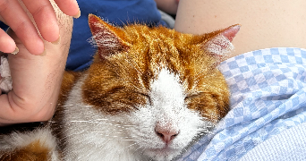 Éden pet sitter à LYON 08 69008_5