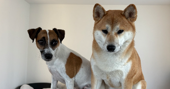 louise pet sitter à TOURS 37100_2