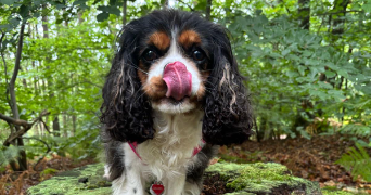 morgane pet sitter à VIROFLAY 78220_1