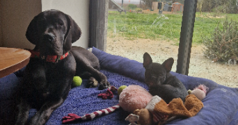 chloe pet sitter à LIZERAY 36100_4