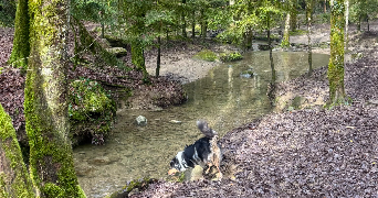 noémi et isao pet sitter à ANNECY 74000_7
