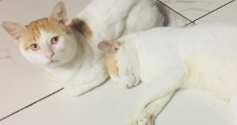 khadydia cat sitter à BOULOGNE BILLANCOURT 92100_1
