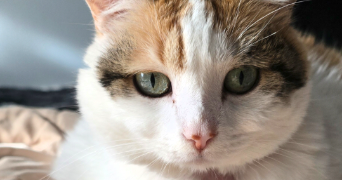 julie pet sitter à PONTFAVERGER MORONVILLIERS 51490_7