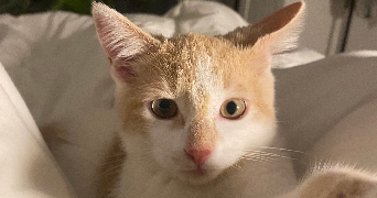 romane pet sitter à CHAMALIERES 63400_2
