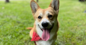 manon pet sitter à NANCY 54000_5