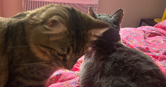 amélie pet sitter à BORDEAUX 33000_1