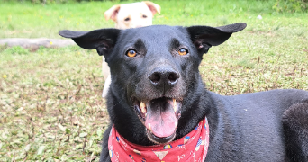valeria pet sitter à CUERS 83390_2