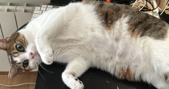 adrien pet sitter à SARTROUVILLE 78500_1