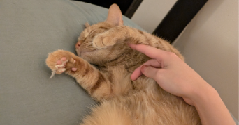mai et rémi pet sitter à BOIS COLOMBES 92270_7