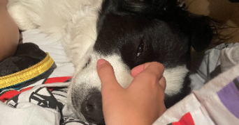 aglaé pet sitter à BREST 29200_3