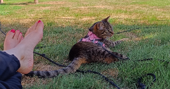 camille pet sitter à Châteauroux 36000_6