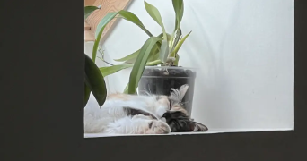 lise pet sitter à HEROUVILLE ST CLAIR 14200_2