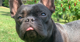 inès pet sitter à CAESTRE 59190_1