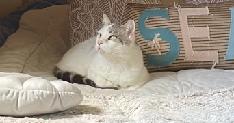 noémie pet sitter à CHAMPAGNE SUR SEINE 77430_2