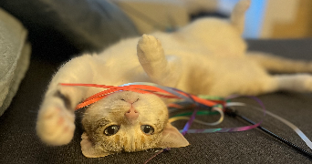 lizzy pet sitter à GOND PONTOUVRE 16160_1