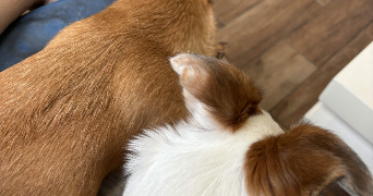 vincent pet sitter à YERRES 91330_3