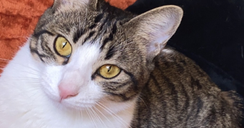 oceane pet sitter à Rocbaron 83136_1